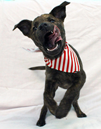 BBQ wants you to have a safe and happy Independence Day!